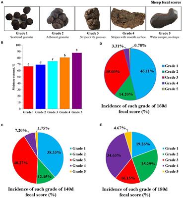 Relationship between sheep feces scores and gastrointestinal microorganisms and their effects on growth traits and blood indicators